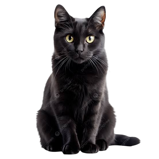 Black Cats
