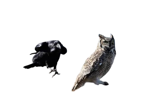 Owls & Ravens